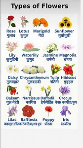 study for children flowers identify