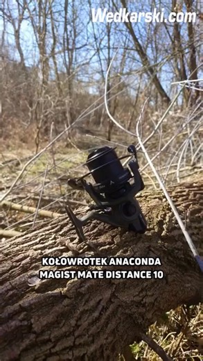 Kołowrotek Anaconda Magist Mate Distance 10000 to prawdziwa maszyna do dalekich rzutów w fantastycznym, maskującym kolorze mate! Nowoczesny, czarno-zielony design Anaconda Mate bardzo szybko zdobył swoich miłośników w sprzęcie karpiowym.﻿ https://wedkarski.com/128941-kolowrotek-anaconda-magist-mate-distance-10000.html #wedkarskicom #sklepwedkarski #wędkarstwo #wędkowanie #wędkarz #łowienieryb #wedkarskicomwarszawa #karpiarstwo #karpiowanie #kołowrotek Anaconda Polska | Centrum Wędkarstwa Wedkars