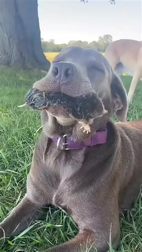 Dog Masters the Art of Trading Moles for Cookies