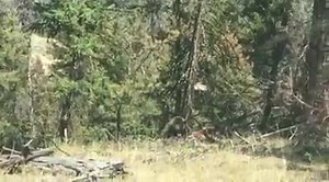 GRAPHIC! This video has some graphic images so watch at your own discretion! Saw this yesterday as I was headed up fishing. Unfortunately grizzly bear/livestock conflicts are a part of life around Northwest Wyoming. Just another reminder to be alert and to carry bear spray when out exploring the Greater Yellowstone Ecosystem! (For licensing or usage, contact: licensing@viralhog.com) #wyomingtroutguides #grizzlybear #wyoming #yellowstone #flyfishing #codywyoming | Wyoming Trout Guides Fly Shop