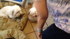 2.2K views · 30 reactions | New Students... More Havanese dogs ...