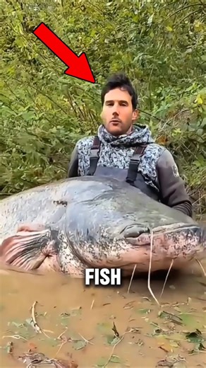 Satisfying Fish Whisperer #shorts