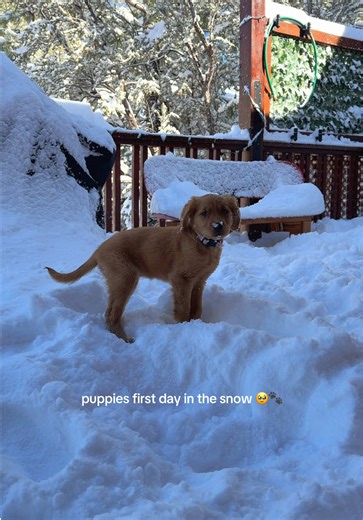 Puppy’s First Day Playing in the Snow