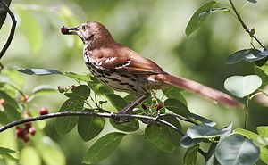 How to Prevent Birds from Flying into Your Windows