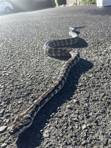 Female Daintree Carpet Python