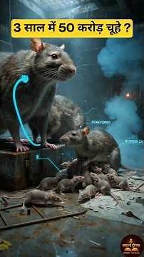 Why do rat populations grow so rapidly? Rats Reproduce Faster Than You Think! 🐀 #rat #animalfacts