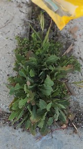 Salt Hacks You’ll Wish You Knew Sooner ⏳🧂 | 5-Minute Crafts Family