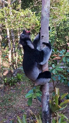 Beautiful Sounds of Animals in Nature