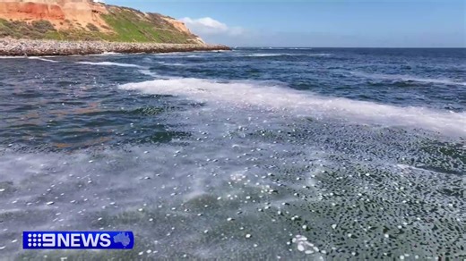 Scientists investigating the state's algal bloom have made a key discovery that could have major implications for the summer ahead. #9News | 9 News Adelaide