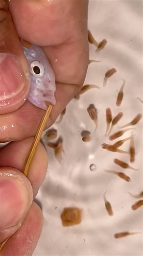 Fish Releases Dozens of Babies From Its Mouth 😱