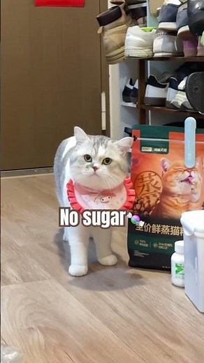 Cat's rap #cat #funny #funnycats #kitten #adorably #cute #cutecat #pets #meow #memes #kitty