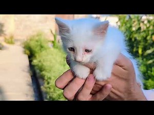 cute kitten meow sound for cat lovers ♥️