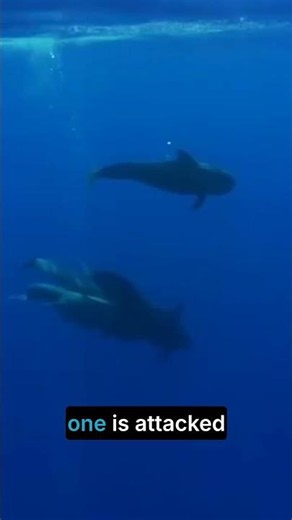 Orcas Are Scared Of These Whales 🤯 #wildlife #orca #marine