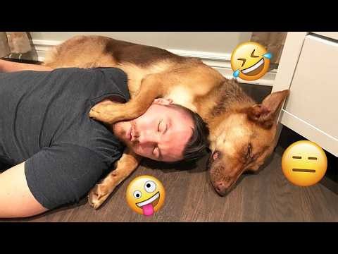 These Dogs Just Can't Stop Being Funny! 🤣 | Funniest Dogd Videos of 2026 #2