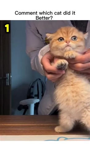 Cat dance off #cat #cutecat #catdance #funnycat #catlover