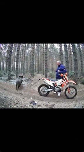 Man Goes on His First Enduro Ride — Boar Attacks His Bike #cctv #funny #shorts