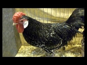 Zwerg-Ancona, Ancona Bantam, National Poultry Show UK