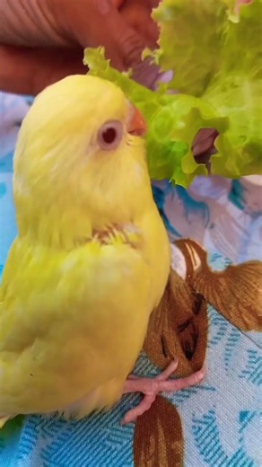 baby birds 🐣🐥💛 #budgies #funny #babybirds #shortvideo