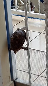 4.7M views · 49K reactions | This pet turtle has definitely watched one too many Mission Impossible movies! | News.com.au | Facebook