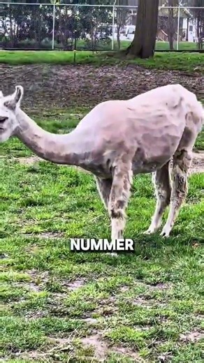 5 erstaunliche Fähigkeiten von Lamas, die kaum jemand kennt 🦙