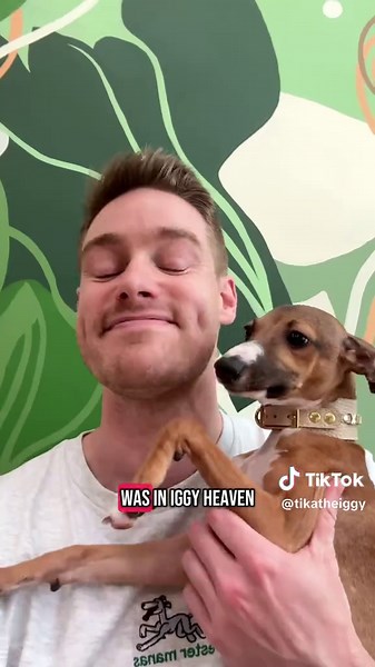 Exclusive Italian Greyhound Experience in Chicago