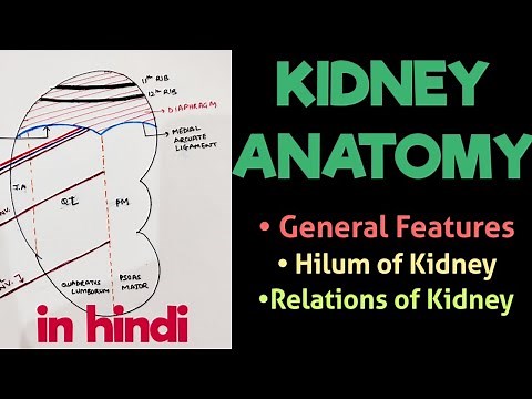 Kidney - Relations & Features | Kidney Anatomy | Abdomen