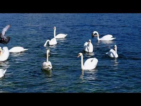 Meet the Swan! Fun Facts for Kids