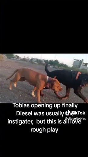 Pitbull Playin Rottie/Gsd #dogtrainer #dogs #nature #puppy #play #games #fun #outdoors #family #love