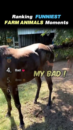 Ranking FUNNIEST FARM ANIMAL MOMENTS Core Moments!! 🐮😂