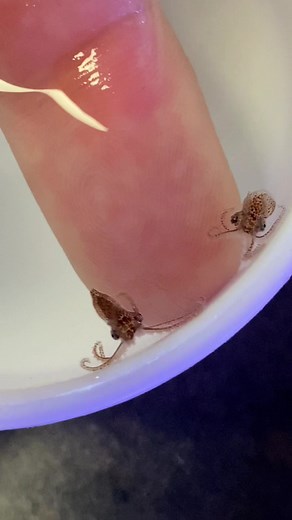 Baby Octopus Aquarium Project