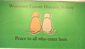 Worcester County Humane Society in need of volunteers - 47abc