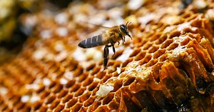 AI-powered honey-testing laboratory will offer new insights into bee health | The National