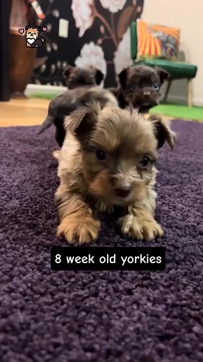 So Energatic 8 week old Yorkie puppies #yorkie #yorkshireterrier #yorkiepuppies #yorkielove #yorkieoftheday #yorkiepuppy #yorkielife #yorkieoftheday #yorkielovers #yorkies | I Love Yorkshire Terrier