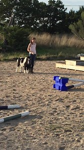 Miniature horse shows include in hand classes such as jumping and in hand trail classes. These little ones are every inch a real horses and are unusually clever and determined in their work. #imagineahorse #jitsnotjustatrick #equine #horsetrainer #miniaturehorse | Imagine A Horse