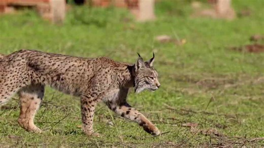 Seven cats that actively kill rival cats on sight