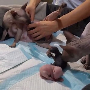 29K views · 392 reactions | daddy sphinx cat supporting mommy sphinx | Cat People | Facebook