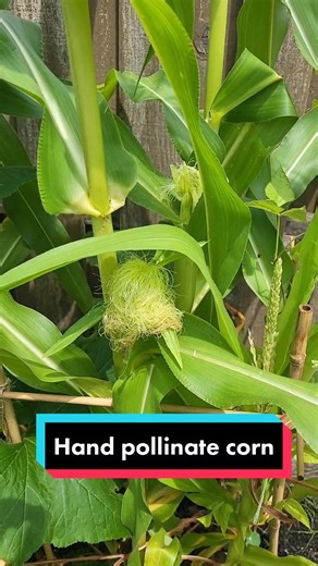 Hand Pollinate Corn: A Step-by-Step Guide