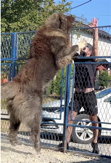 This large dog belongs to the Caucasian Shepherd breed. This breed is very large by nature, and this particular dog is somewhat larger than is typical for the breed. Despite his size, the dog—named Zafir—moves very well and very quickly. #dog #bigdogs #dogsofinstagram #jozodogs#pet