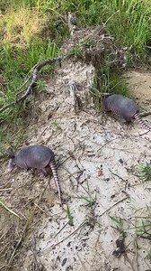 The last of the orphaned nine-banded armadillos our volunteer rehabbers have been raising were released this weekend. They spent some time happily digging and exploring and then settled into a nice rocky den. Thank you to the rehabber who raised them and landowner who gave them a safe release spot. | Friends of Texas Wildlife