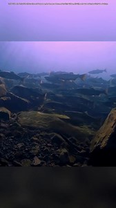 Salmon_Cannon_used_to_launch_the_Fish | Fact's Ocean