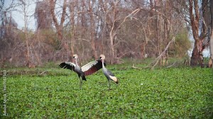 A Kenyan Crown-Crane (Balearica regulorum) is performing a mating dance for its partner in an oasis in an Kenyan Savanna. The brightly colored birds are standing on the green African grass.