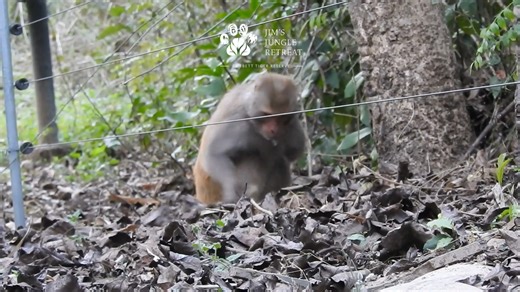 Rhesus macaques, highly adaptable primates native to South Asia, are known for their diverse diet, which occasionally includes termites. While feeding on termites, rhesus macaques employ their sharp senses and hands to extract these insects from their mounds or from under the leaf litter. Termites play a crucial role in the food chain pyramid, serving as both decomposers and prey. They break down dead plant material, recycling nutrients back into the ecosystem and enriching the soil. This decomp