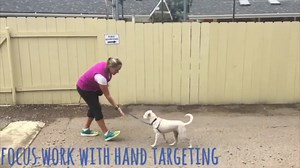 154 reactions · 11 shares | When they think about adding a new dog to...