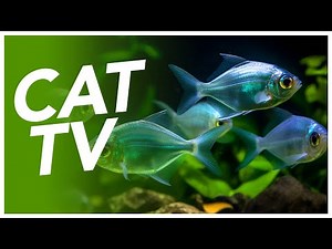 Cat TV - Deep Underwater Exploration Video for Cats! Coral Reef and Tropical Fish Adventure