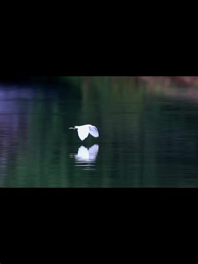 Little Egret #egret #littleegret #littleegretfishing #egrette #egretta