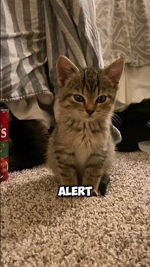 Cat Falling Asleep 😴 | The Cutest Sleepy Moments Ever!1