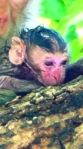 Heartwarming First Moments of a Newborn Baby ❤️