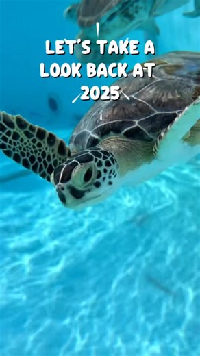 A look back at 2025 here at The Turtle Hospital 🐢🌟 This year was filled with inspiring stories of turtles with incredible strength—stories that moved us, challenged us, and reminded us why we do what we do. In 2025, we rescued 97 sea turtles and returned 73 back to their ocean home. 🌊 Thank you all for being a part of the stories that gave these turtles a second chance. ❤️ We can’t wait to continue making waves in 2026🐢🌊 #seaturtle #rescuerehabrelease #2025 #explore #floridakeys | The Turtl