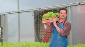 Asian older man worker in organic vegetables hydroponic farm. elderly salad garden health owner holding vegetable basket walking in greenhouse plantation. Farm organic fresh food vegetables concept.