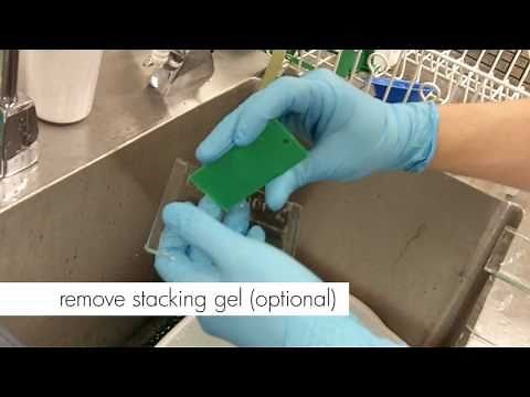 How to Stain an SDS-PAGE gel
